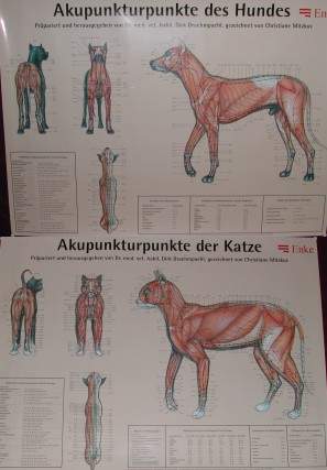 Draehmpaehl Veterinär - Tafel, Akupunkturposter Hund und Katze