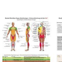 Muskel-Meridian-Organ-Beziehungen, Arbeitsbogen